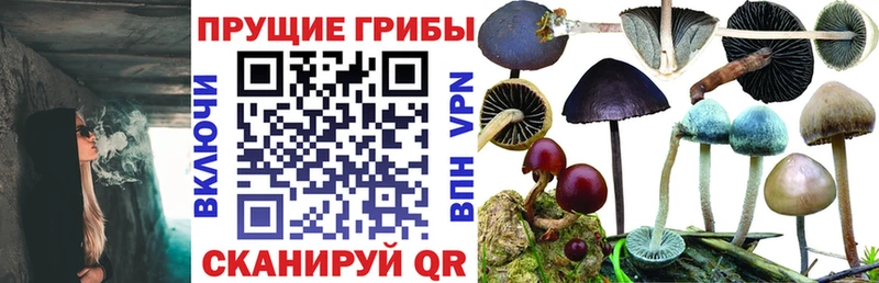 Псилоцибиновые грибы мицелий  Купить где  Сураж 